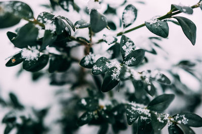 Close-up of frozen plant