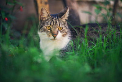 Portrait of tabby cat on field