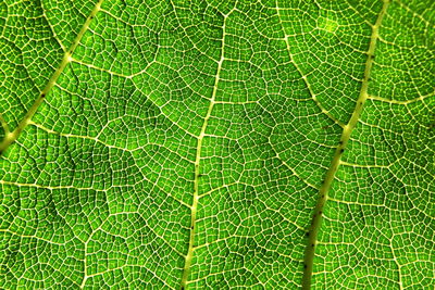 Full frame shot of green leaf