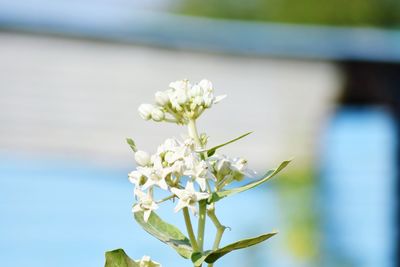 Close-up of white flowering plant