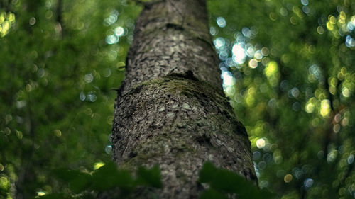 Low angle view of tree in forest