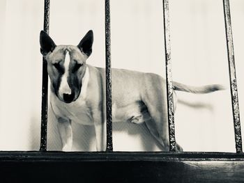 Close-up of a dog standing on wood