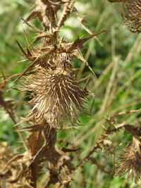 Close-up of dandelion