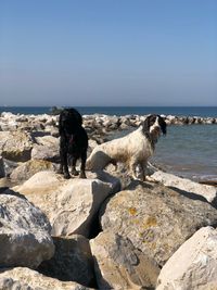 Dog on rock in sea against sky