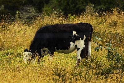 Cows grazing on field