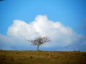 Bare tree on landscape against blue sky