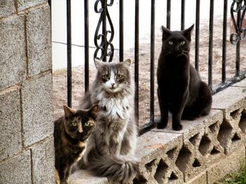 Portrait of cats sitting outdoors