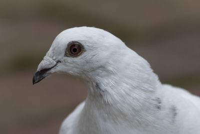 Side view of a white pigeon's head