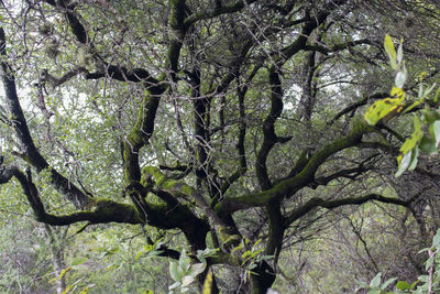 Low angle view of tree