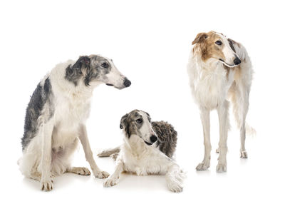 View of two dogs against white background