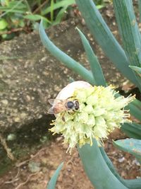 Close-up of insect on flower