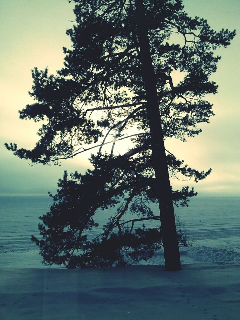 tree, tranquil scene, tranquility, water, sky, scenics, sea, beauty in nature, nature, horizon over water, branch, sunset, growth, silhouette, idyllic, tree trunk, outdoors, no people, non-urban scene, dusk