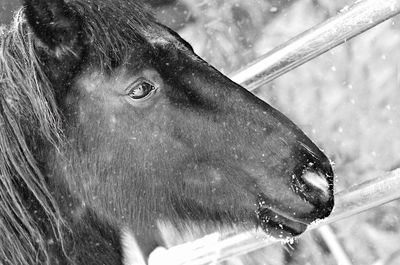 Close-up of horse