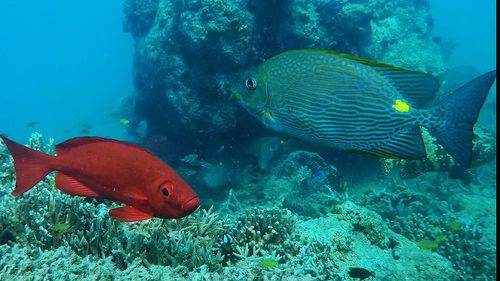 Close-up of fish swimming in sea