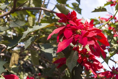 Close-up of pink flowers