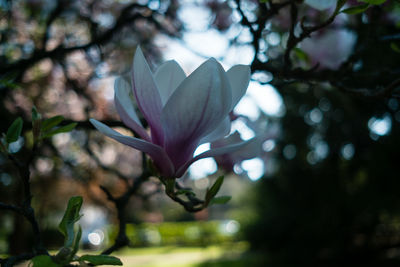 Close-up of purple flowering plant