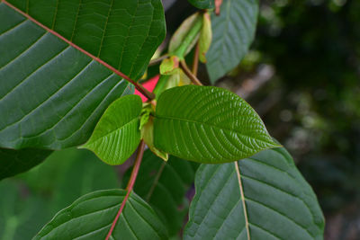 Close-up of green leaves