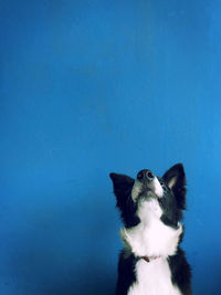 Border collie dog profile over a blue wall