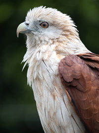 Close-up of eagle