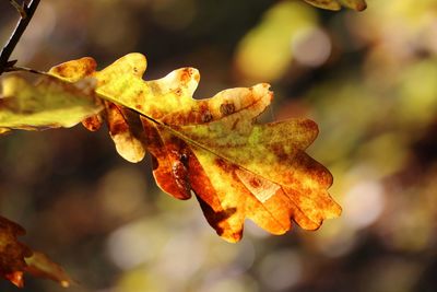 Close-up of insect on yellow leaves during autumn