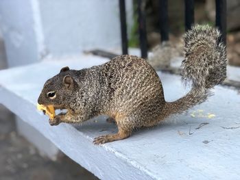 Close-up of squirrel on wall