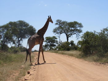 Giraffe crossing the road