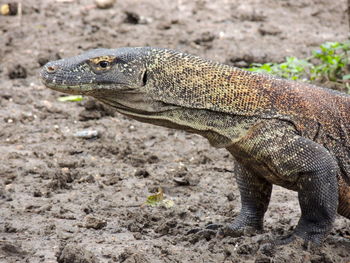 Close-up of female komodo dragon lizard on land in the indonesian rinca island