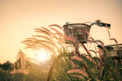 Plants growing on field against sky during sunset