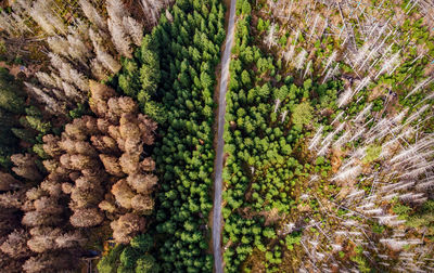 High angle view of pine trees in forest