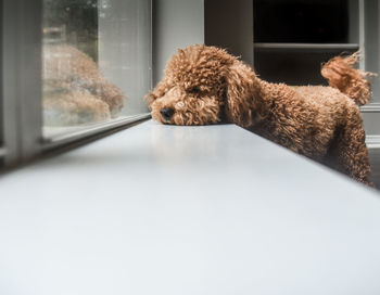 Dog relaxing on window sill at home