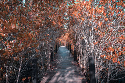 Trees in forest during autumn