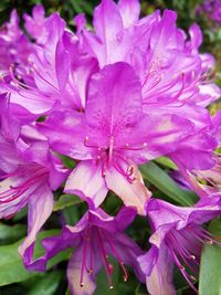 Close-up of pink flowering plant leaves