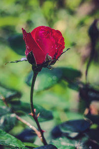 Close-up of red rose