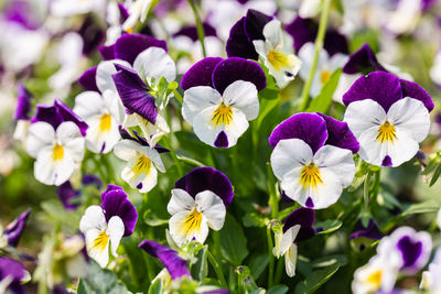 Close-up of purple flowering plants