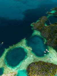 High angle view of coral swimming in sea