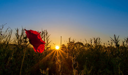 Close-up of silhouette plant against clear sky at sunset