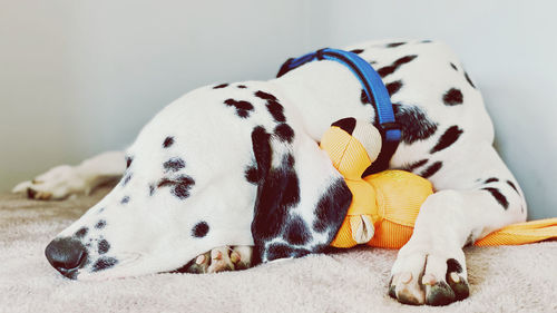 Sleeping dalmatian