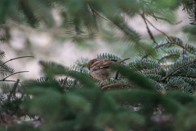 Close-up of a bird perching on pine tree