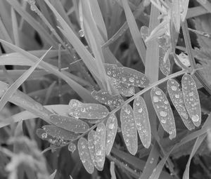 Close-up of wet plant leaves during rainy season