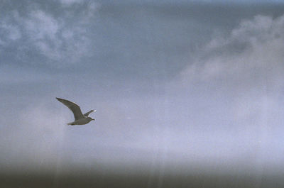 Low angle view of birds in flight