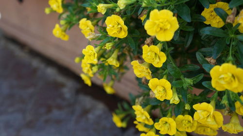 Close-up of yellow flowering plant