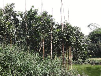 Trees growing on field against sky