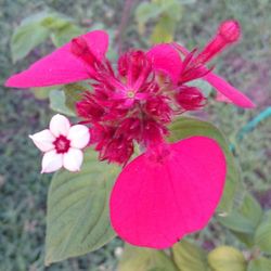 Close-up of pink flowers blooming outdoors