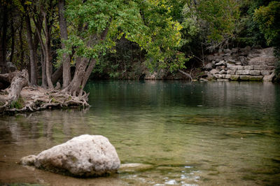 Scenic view of rocks in forest