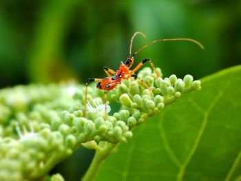 Close-up of insect on flower