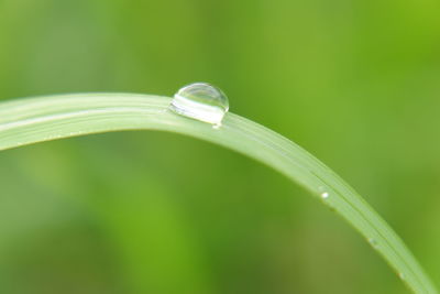 Close-up of dew on grass