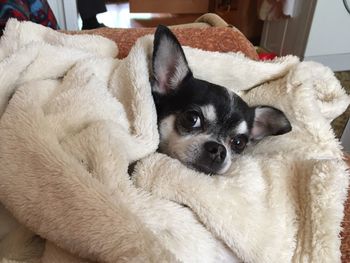 Close-up portrait of chihuahua wrapped in blanket at home