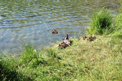 Ducks in lake