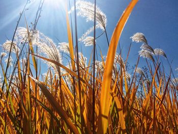 Close-up of wheat plants on field against sky