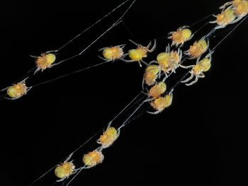 Close-up of jellyfish against black background